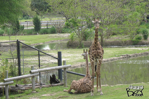 080425_zoo-05gb-giraffes.jpg