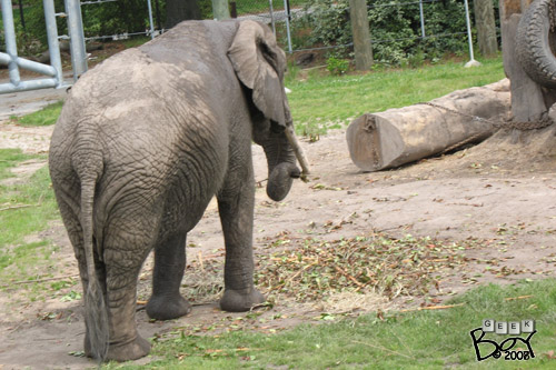 080425_zoo-10gb-elephants.jpg